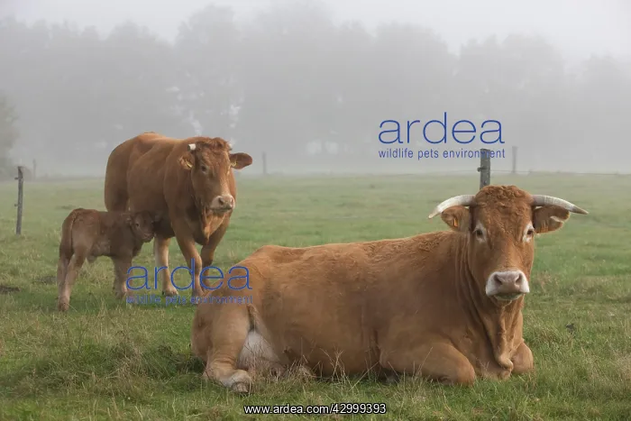 : Cattle Limousin : Cattle Limousin