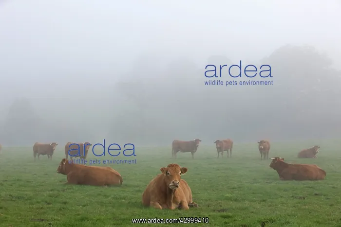 : Cattle Limousin : Cattle Limousin