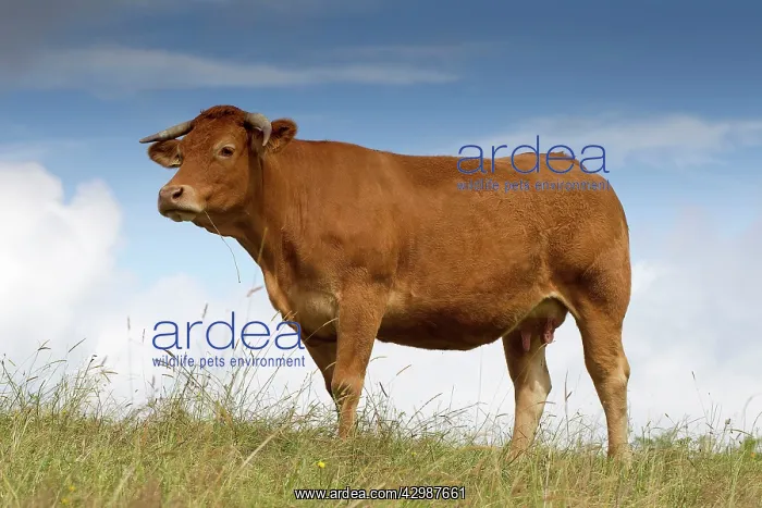  : Cattle - Limousin breed