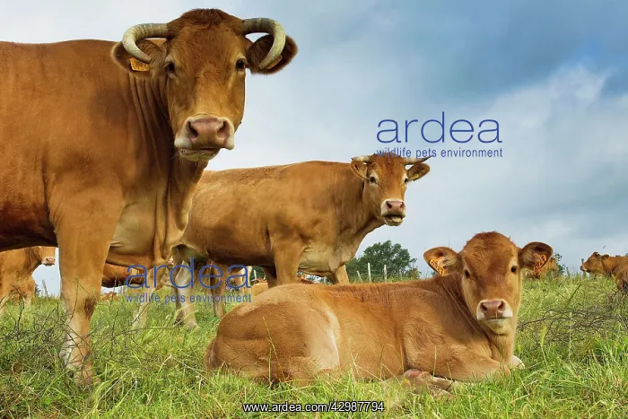  : Cattle - Limousin breed