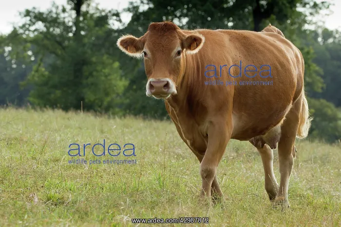  : Cattle - Limousin breed