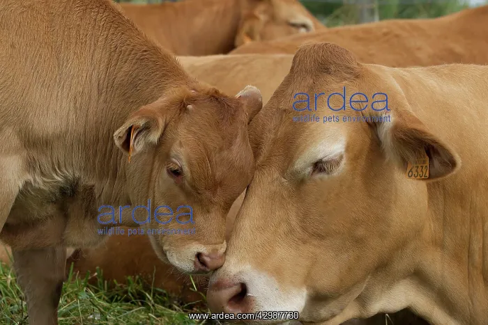  : Cattle - Limousin breed - adult & calf
