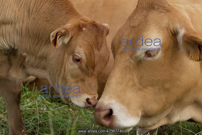 : Cattle - Limousin breed - adult & calf : Cattle - Limousin breed - adult & calf