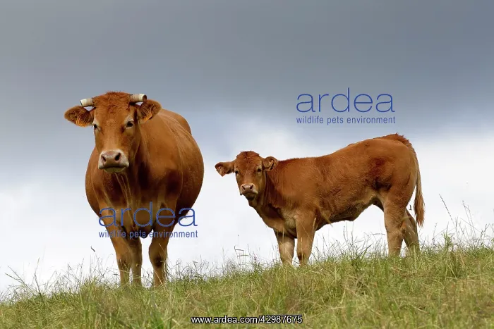 : Cattle - Limousin breed - adult & young : Cattle - Limousin breed - adult & young