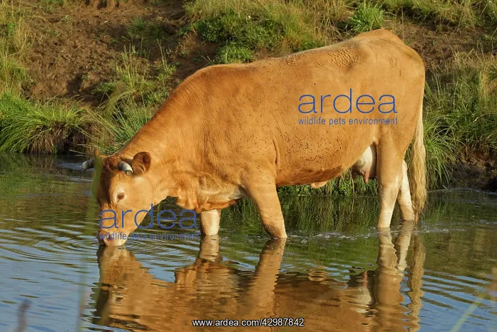  : Cattle - Limousin breed - drinking