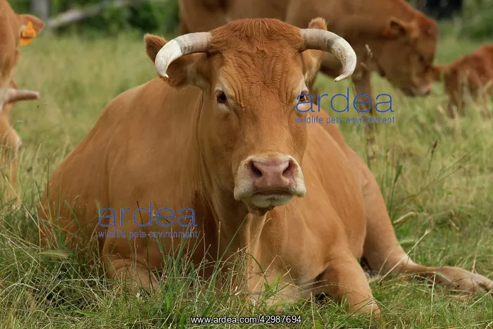  : Cattle - Limousin breed - laying down