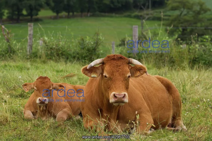  : Cattle - Limousin breed - laying down