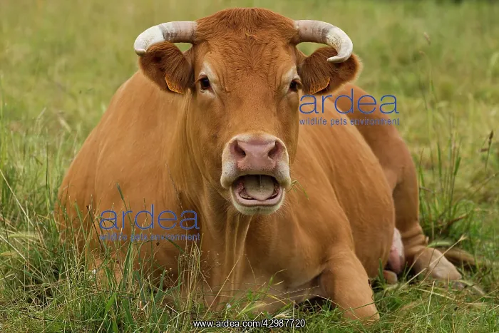 : Cattle - Limousin breed - mouth open - laying down : Cattle - Limousin breed - mouth open - laying down