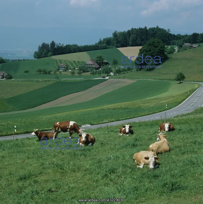 : Cattle beside a low alpine road : Cattle beside a low alpine road