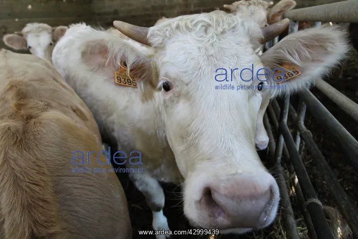  : Cattle Market