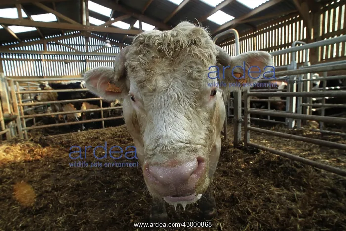 : Cattle Market : Cattle Market