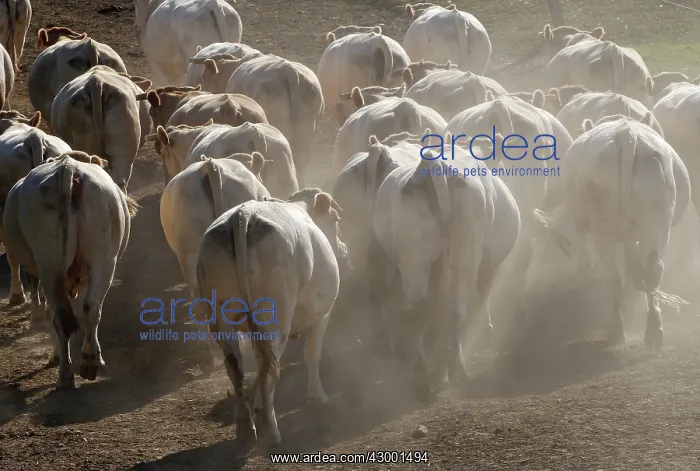  : Cattle Market