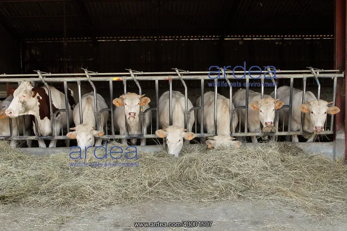  : Cattle Market