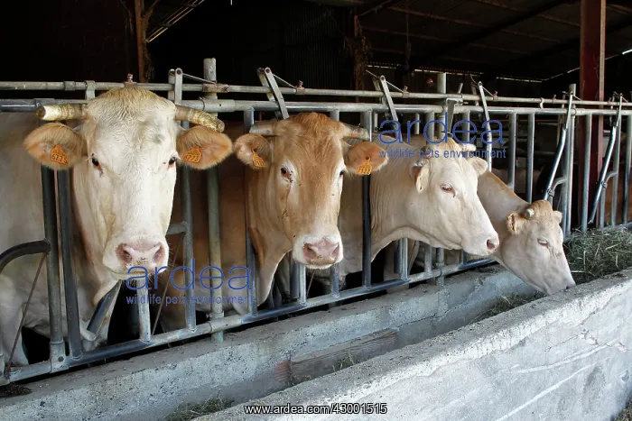  : Cattle Market