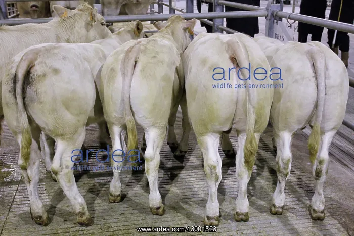  : Cattle Market