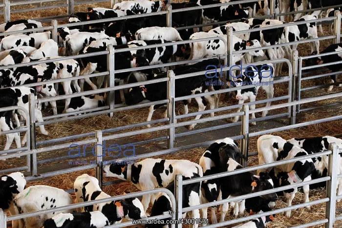  : Cattle Market