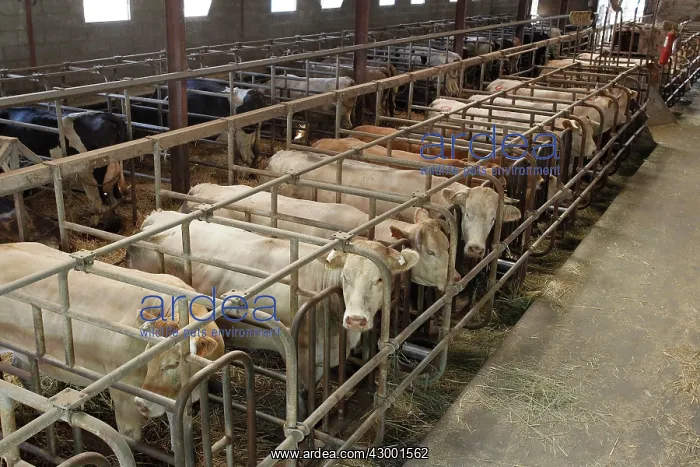 : Cattle Market : Cattle Market