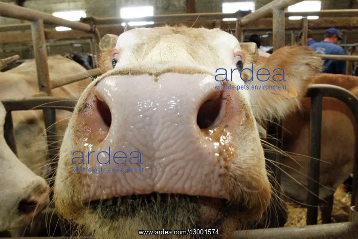 : Cattle Market : Cattle Market