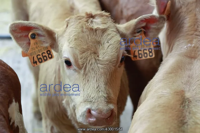 : Cattle Market : Cattle Market