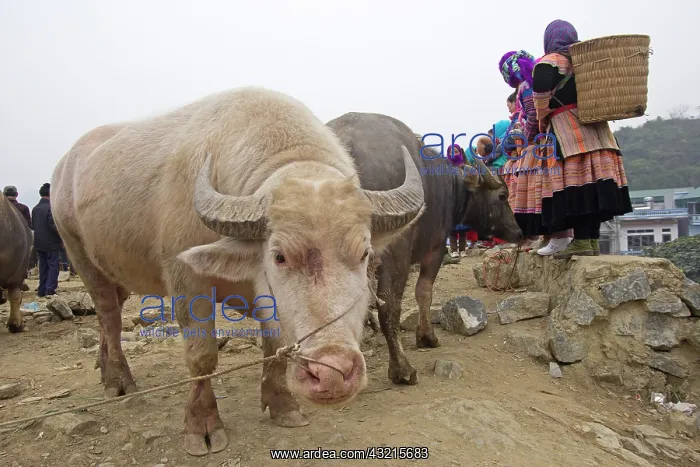 : Cattle market of Bac Ha - Vietnam : Cattle market of Bac Ha - Vietnam