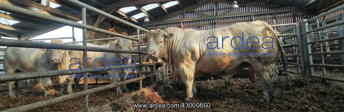 : Cattle Market bull : Cattle Market bull