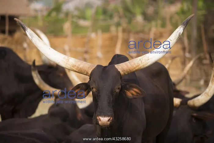 : Cattle market Cows and bull sold in Yaounde, Cameroon : Cattle market Cows and bull sold in Yaounde, Cameroon