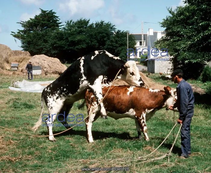 : Cattle - being mated : Cattle - being mated