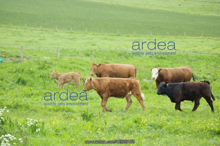  : Cattle in Meadow