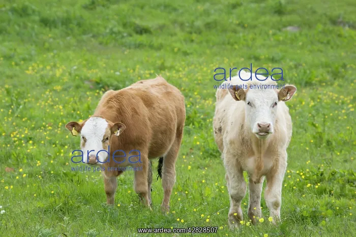  : Cattle in Meadow
