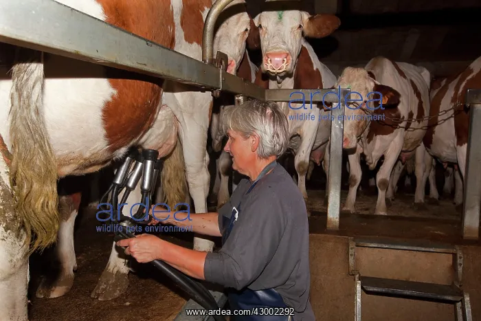 : Cattle - milking diary cows : Cattle - milking diary cows