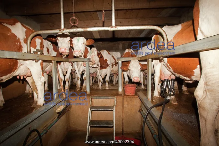 : Cattle - milking diary cows : Cattle - milking diary cows