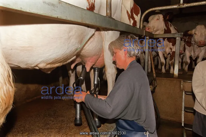 : Cattle - milking diary cows : Cattle - milking diary cows