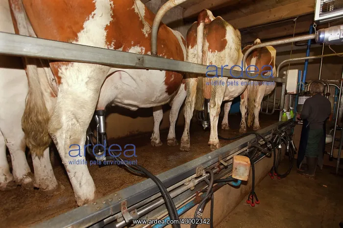 : Cattle - milking diary cows : Cattle - milking diary cows