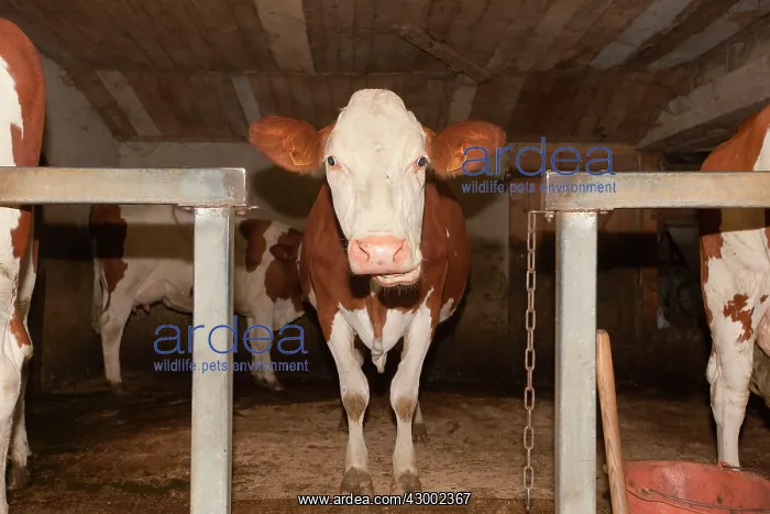 : Cattle - milking diary cows : Cattle - milking diary cows