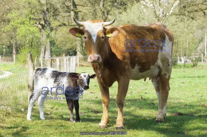 : Cattle - Mother with young : Cattle - Mother with young