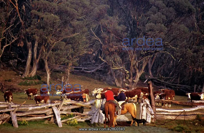 : Cattle muster Bogong High Plains : Cattle muster Bogong High Plains