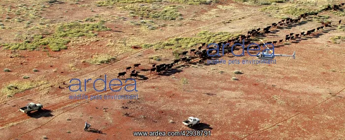  : Cattle mustering - aerial image.Helicopter mustering