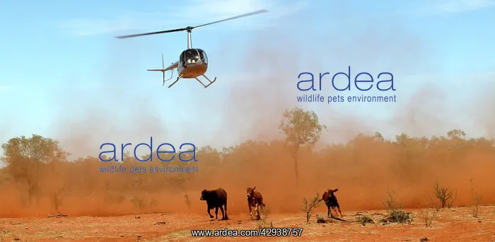 : Cattle mustering - aerial image.by helicopter on : Cattle mustering - aerial image.by helicopter on