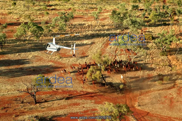 : Cattle mustering - aerial image.Helicopters are : Cattle mustering - aerial image.Helicopters are
