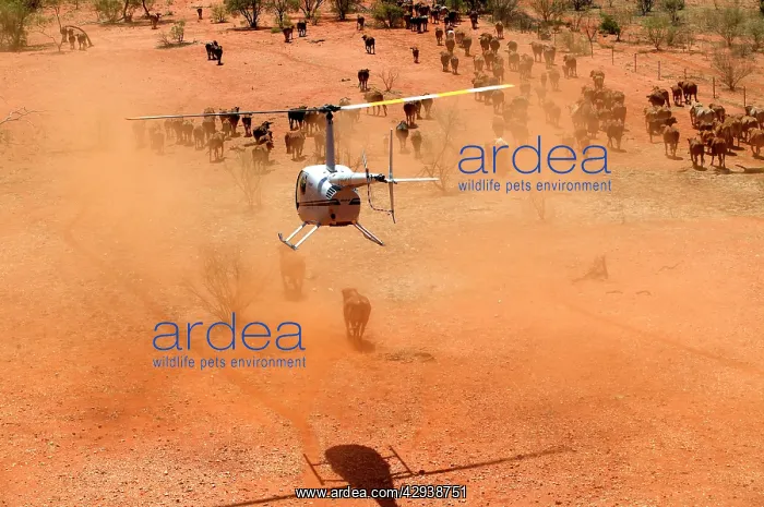 : Cattle mustering - aerial photograph.by helicopter : Cattle mustering - aerial photograph.by helicopter