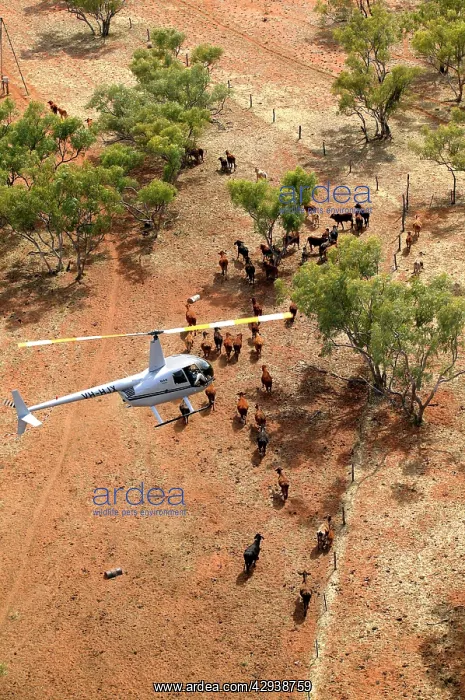 : Cattle mustering - aerial photograph.by helicopter : Cattle mustering - aerial photograph.by helicopter