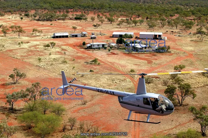 : Cattle mustering - aerial photograph.by helicopter : Cattle mustering - aerial photograph.by helicopter