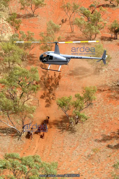 : Cattle mustering - aerial photograph.by helicopter : Cattle mustering - aerial photograph.by helicopter