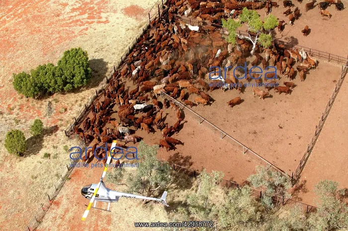 : Cattle mustering - aerial photograph.Helicopters : Cattle mustering - aerial photograph.Helicopters