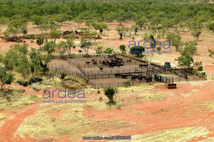 : Cattle mustering - aerial photograph.Helicopters : Cattle mustering - aerial photograph.Helicopters