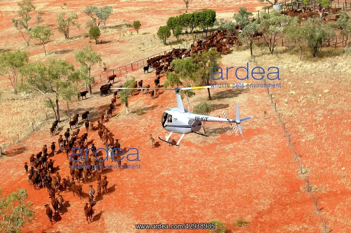 : Cattle mustering - aerial photograph.Helicopters : Cattle mustering - aerial photograph.Helicopters