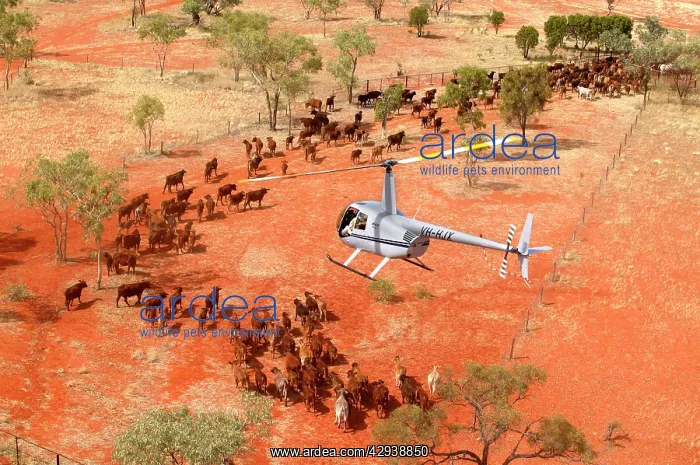 : Cattle mustering with helicopter - aerial photograph.In : Cattle mustering with helicopter - aerial photograph.In
