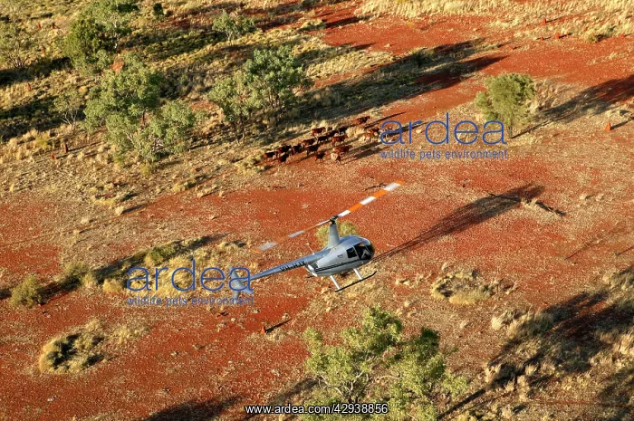 : Cattle mustering with helicopter - aerial photograph.In : Cattle mustering with helicopter - aerial photograph.In