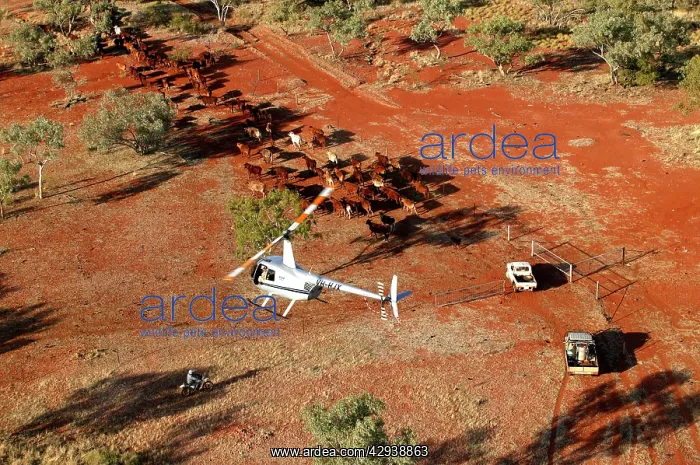 : Cattle mustering with helicopter - aerial photograph.In : Cattle mustering with helicopter - aerial photograph.In