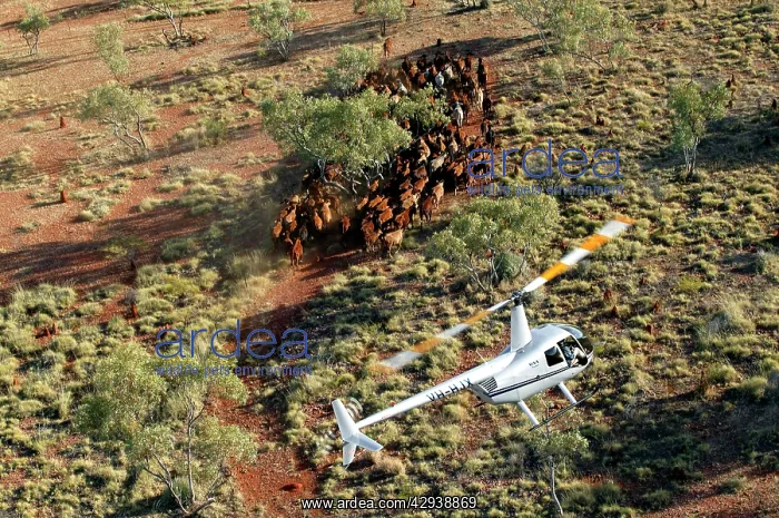 : Cattle mustering with helicopter - aerial photograph.In : Cattle mustering with helicopter - aerial photograph.In